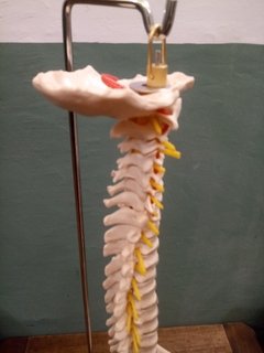 Columna vertebral p/prácticas de fisioterapia, kinesiología , c/cabeza de fémur y soporte - Garage D