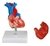 Modelo de Corazón de Tamaño Natural