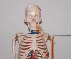 Modelo de esqueleto humano, escala 1/2, con representación de corazón y grandes vasos, plexo braquial y lumbar XC-102B - comprar online
