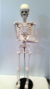 Esqueleto de 85 cm articulable con Soporte para estudio