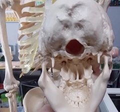 Modelo de esqueleto humano, tamaño natural, con soporte, salidas de raíces nerviosas y arterias vertebrales XC-101 en internet