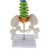 Mini Columna con Pelvis y Cabeza de Femur .  Incluye Pen Drive con Soft Educativo y acceso a Plataformas - comprar online