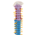 Mini Columna con Pelvis y Cabeza de Femur .  Incluye Pen Drive con Soft Educativo y acceso a Plataformas en internet