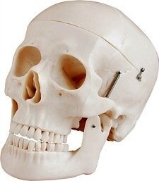 Modelo de cráneo con movimiento en la mandíbula y separable la tapa del mismo