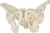 Modelo de pelvis Masculina XC-123