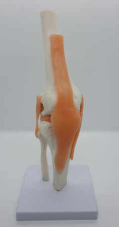 Modelo funcional de la rodilla Línea ECO