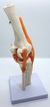 Modelo funcional de la rodilla Línea ECO - comprar online