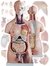 Torso bisexuado, 85cm, 40 piezas, c/modelo de útero y feto XC-208