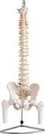 Columna vertebral p/prácticas de fisioterapia, kinesiología , c/cabeza de fémur y soporte - comprar online