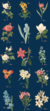 botanica