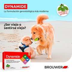 Dynamide comprimidos palatables con ginseng del  Laboratorio Brouwer, es un gerontológico para perros y gatos de uso por vía oral que estimula y restaura el dinamismo y la vitalidad, actúa como antioxidante y protege del sistema articular, mejorando el es