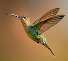 Colibrí Austral o Picaflor Rubí
