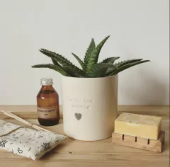 Aloe vera y kit de aromas relajantes
