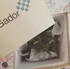 Bonsai - Gador