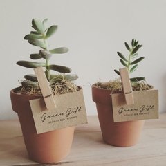 Mini suculenta en maceta de terracota
