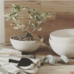Set Bonsai y Eco vela - comprar online