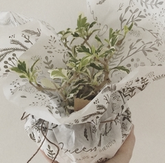 Bonsai en internet