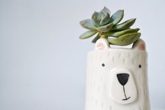 Maceta Oso en internet