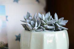 Flora