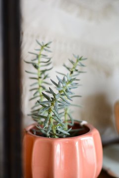 Maceta Mini Flora