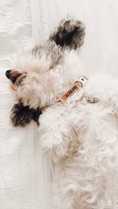 Collar para Mascotas - comprar online