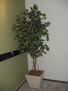 Ficus variegata - Cavadas Plantas Artificiais