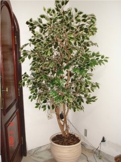 Ficus variegata - comprar online