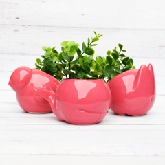 Maceta CONEJO Coral - tienda online