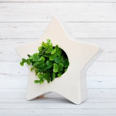 MACETA ESTRELLA Crudo