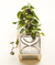 Persea vidrio de mesa o pared - escoge color - Sativa - buy online