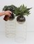 Patas circular bomba vidrio - escoge color y planta - Sativa - buy online