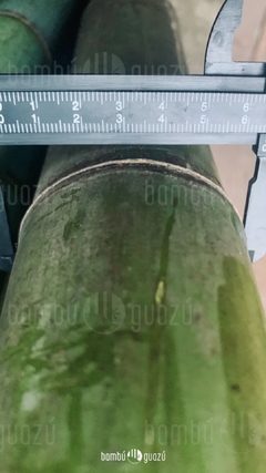 Cañas tacuaras 6 a 7 cm - comprar online