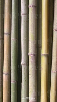 Cañas tacuaras 3 a 4 cm x 4 mts - tienda online