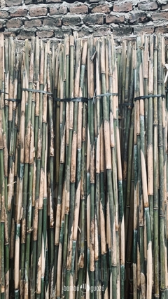 Cañas japónicas cañoncito 20 a 28 mm x 2.40 metros x 30 unid - BambuGuazu