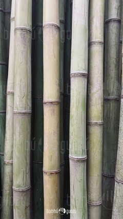 Cañas tacuaras 5 a 6 cm x 5 a 5.50 mts - BambuGuazu