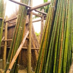 Cañas tacuaras 5 a 6 cm x 5 a 5.50 mts
