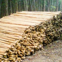Varas finas de 3, 4 y 5 mts de largo - BambuGuazu