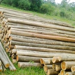 Varas finas de 3, 4 y 5 mts de largo en internet