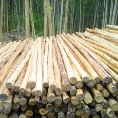 Varas finas de 3, 4 y 5 mts de largo - BambuGuazu