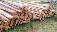 Varas finas de 3, 4 y 5 mts de largo - tienda online