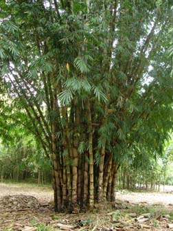 Dendrocalamus asper