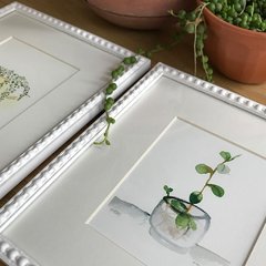1 / Serie Plantas / Mercedes Miró en internet