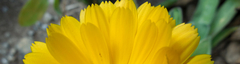 Banner de la categoría COLECCIÓN AMERINDIA