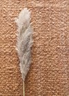 QUEBRACHO RUG on internet
