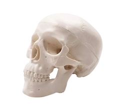Mini modelo de calavera Halloween