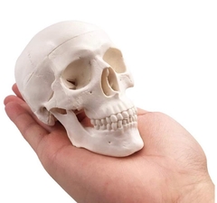 Mini modelo de calavera Halloween - Atomic Arte y Diseño S.A.S