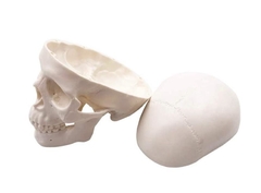 Mini modelo de calavera Halloween - comprar online