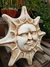 Placas SOL en internet