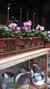 Vivero + Deco