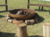Fogon Casquete en internet